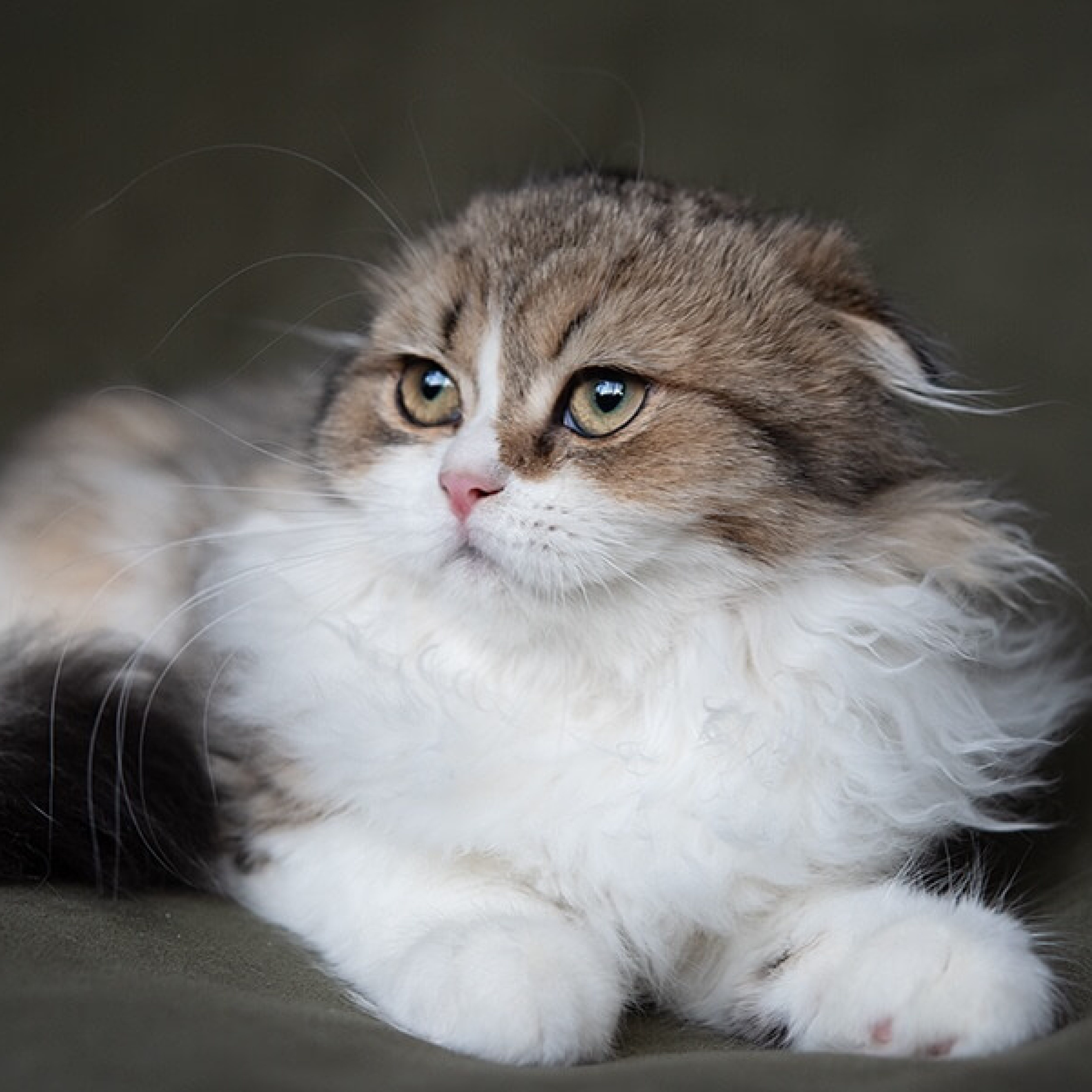 Alaska